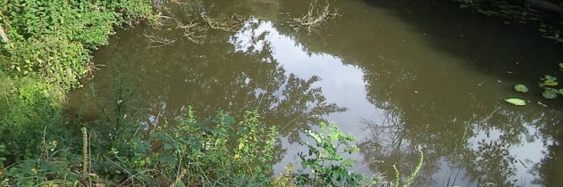 Chemillé , le 1 juillet